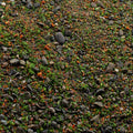 Base Ready Summer Meadow
