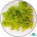 Lichen - Reindeer Moss (Icelandic Moss) Apple Green (Spring)