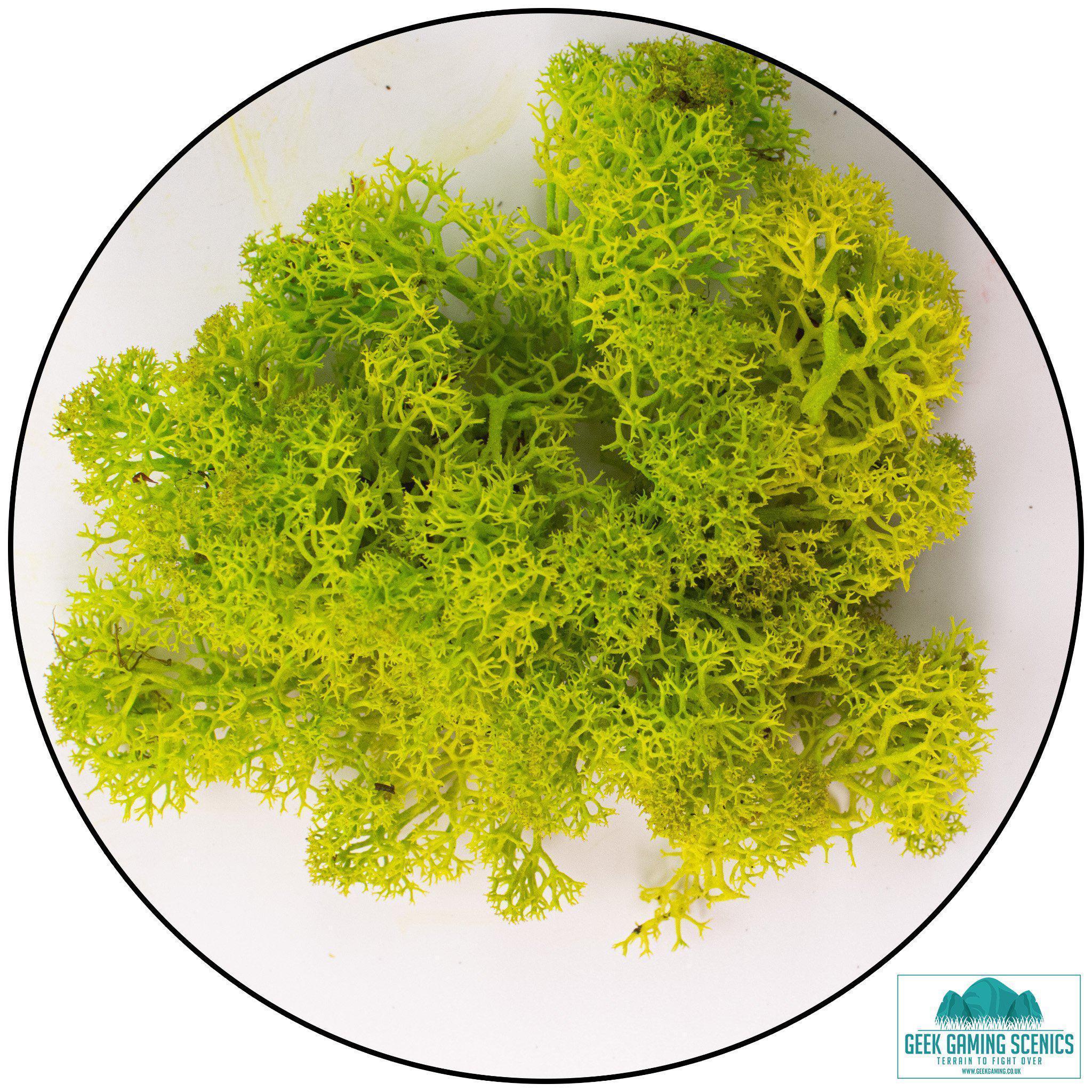 Lichen - Reindeer Moss (Icelandic Moss) Apple Green (Spring)