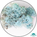 Lichen - Reindeer Moss (Icelandic Moss) Aquamarine