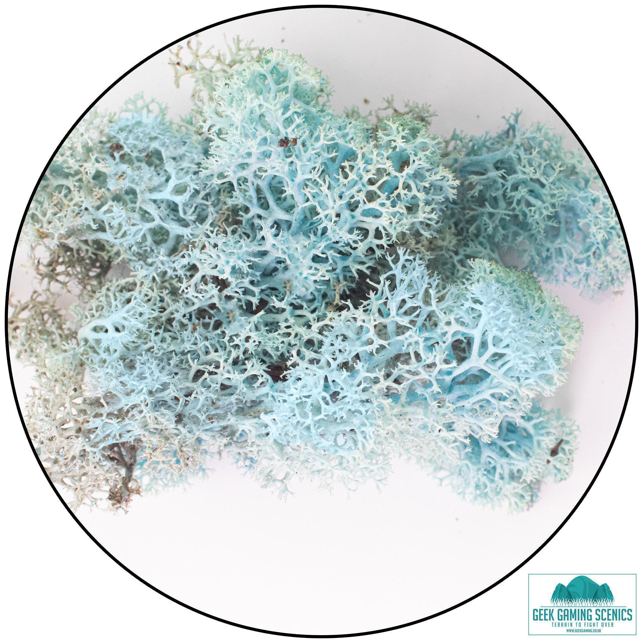 Lichen - Reindeer Moss (Icelandic Moss) Aquamarine
