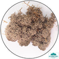Lichen - Reindeer Moss (Icelandic Moss) Brown