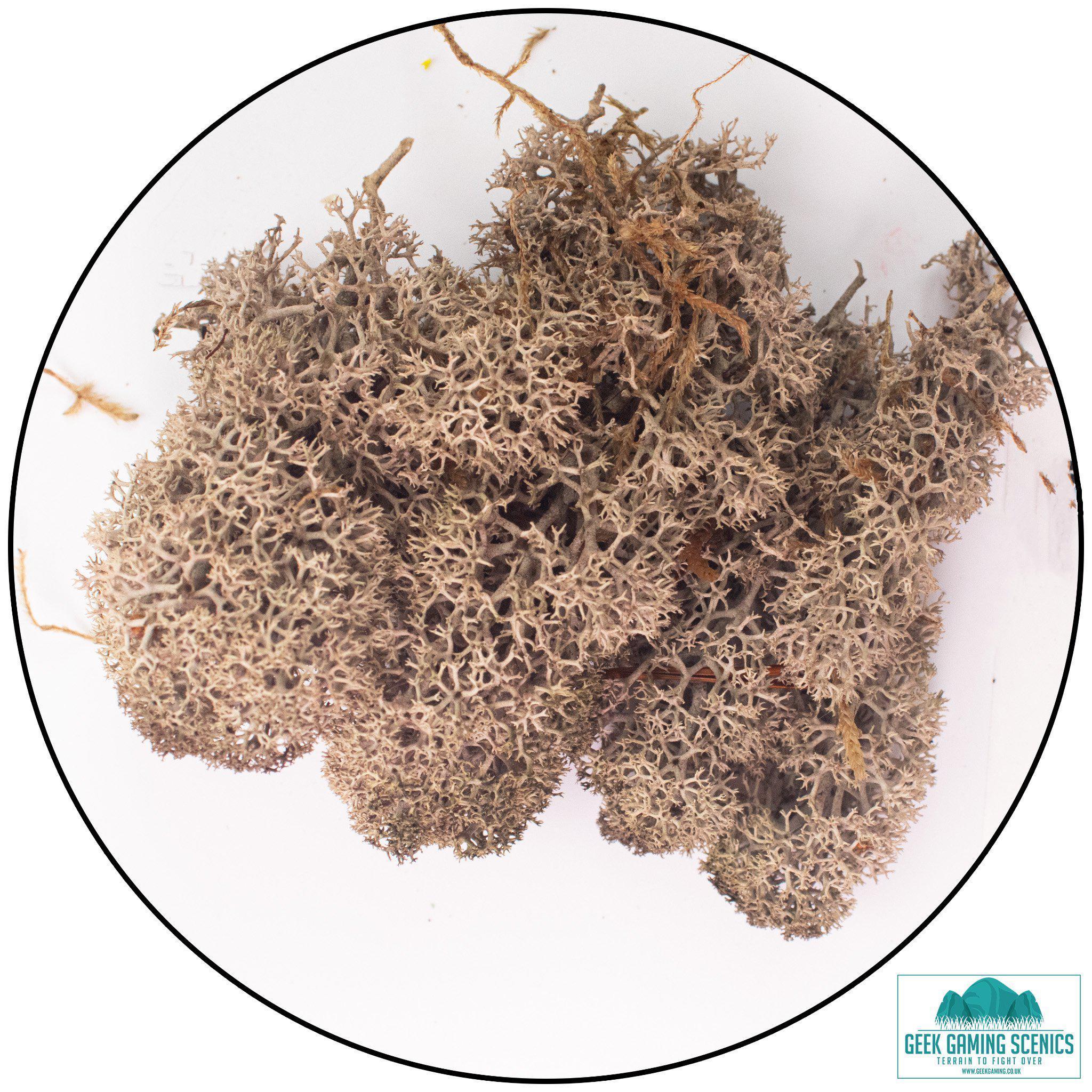 Lichen - Reindeer Moss (Icelandic Moss) Brown