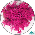 Lichen - Reindeer Moss (Icelandic Moss) Cherry Blossom
