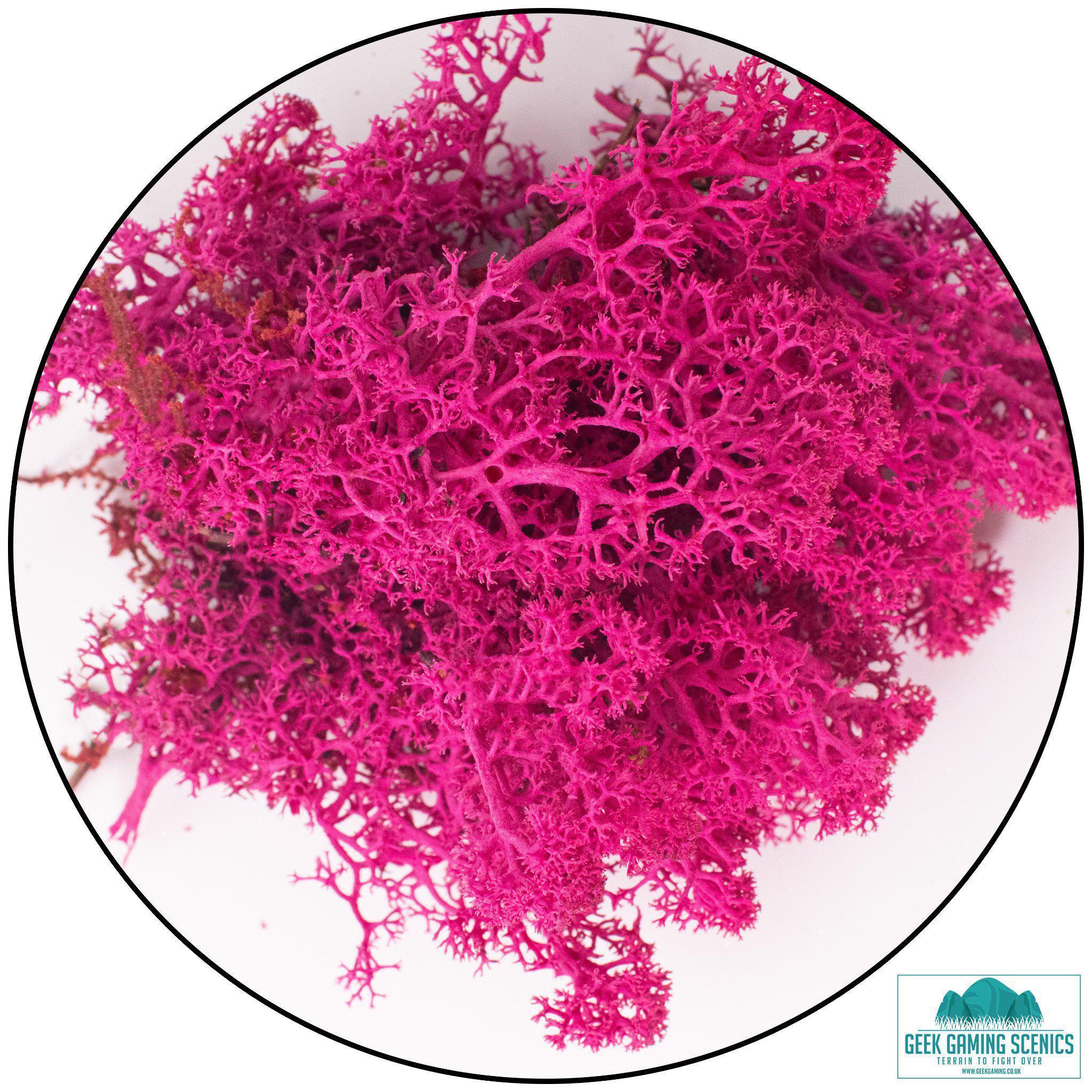 Lichen - Reindeer Moss (Icelandic Moss) Cherry Blossom