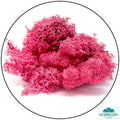 Lichen - Reindeer Moss (Icelandic Moss) Fuchsia