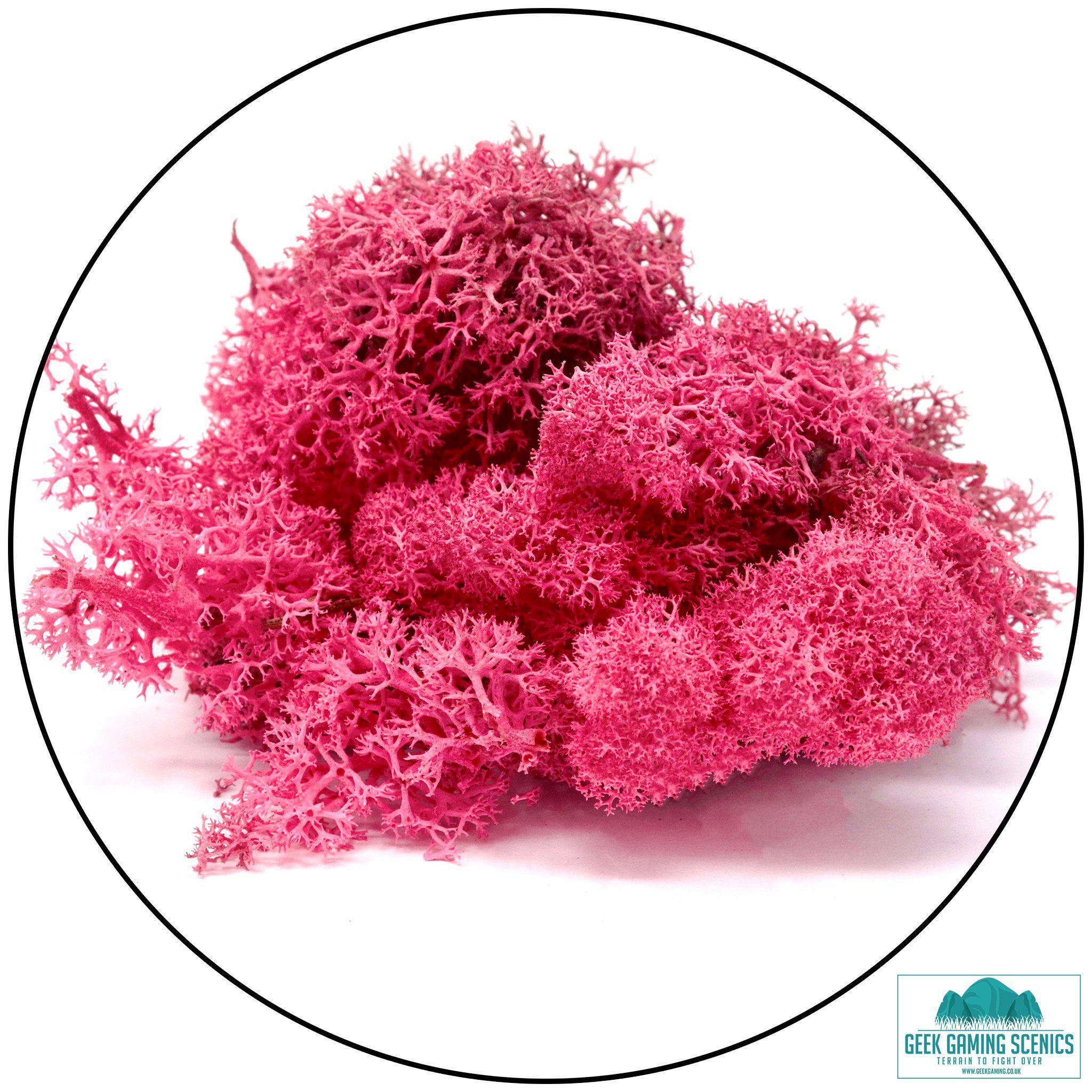 Lichen - Reindeer Moss (Icelandic Moss) Fuchsia