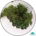 Lichen - Reindeer Moss (Icelandic Moss) Moss Green