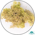 Lichen - Reindeer Moss (Icelandic Moss) Old Green