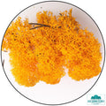 Lichen - Reindeer Moss (Icelandic Moss) Orange