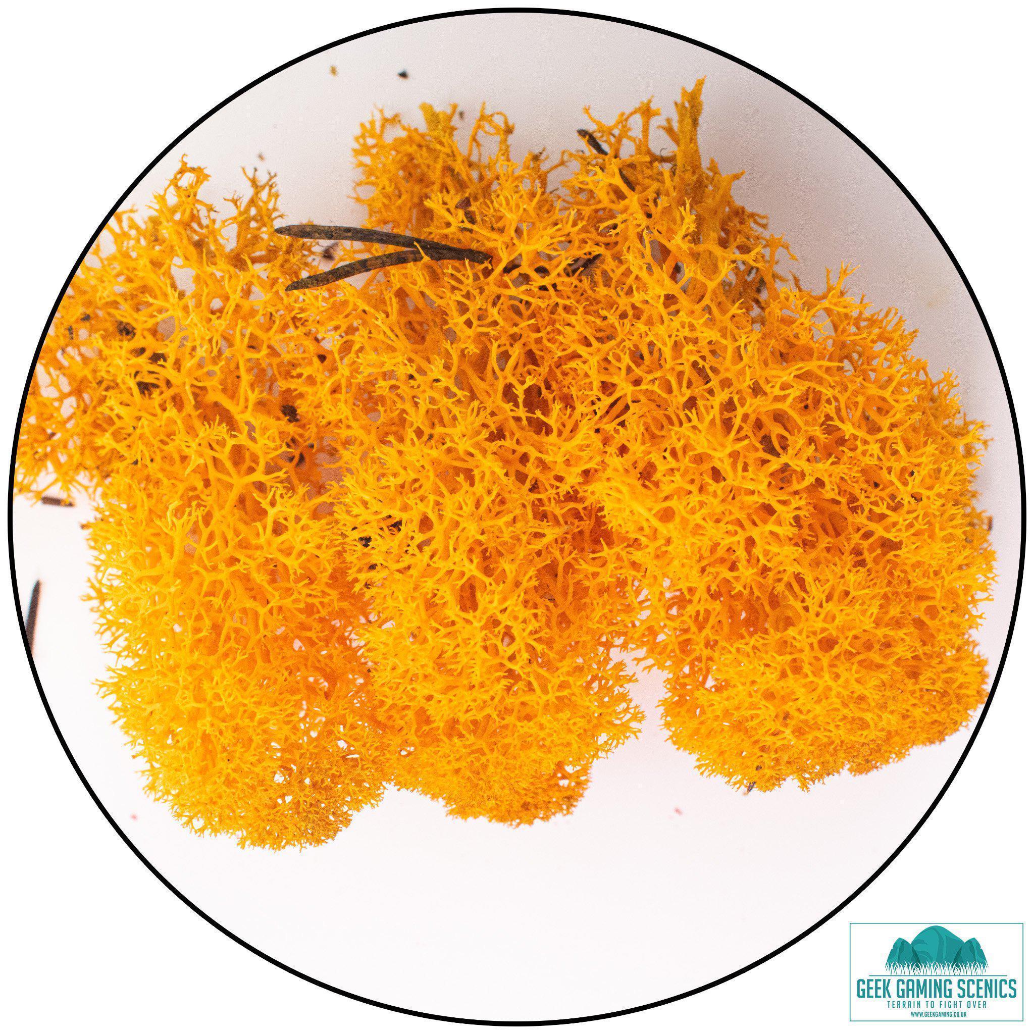 Lichen - Reindeer Moss (Icelandic Moss) Orange