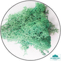 Lichen - Reindeer Moss (Icelandic Moss) Pacific Green