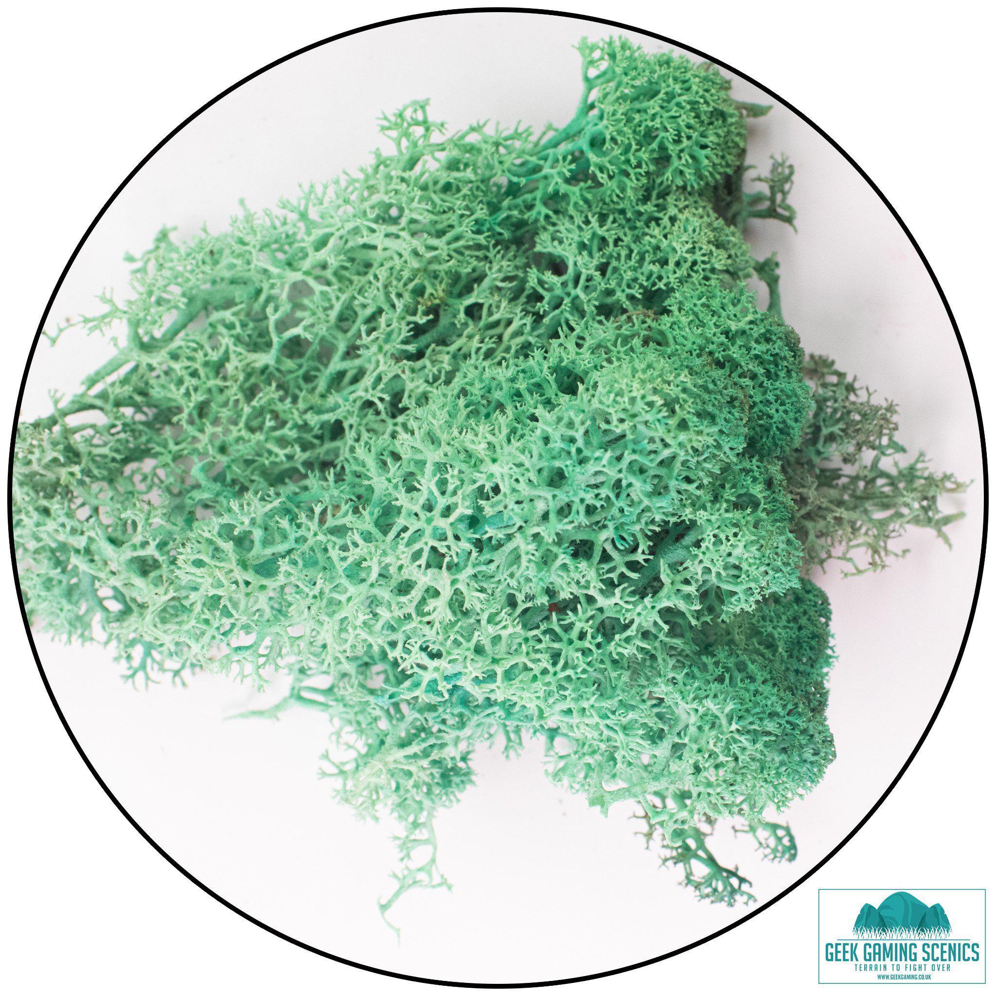 Lichen - Reindeer Moss (Icelandic Moss) Pacific Green
