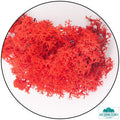 Lichen - Reindeer Moss (Icelandic Moss) Red