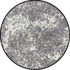 Terrain Pot - Loony Moons