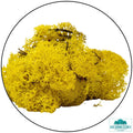 Lichen - Reindeer Moss (Icelandic Moss) Lemon Yellow