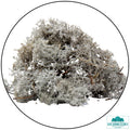 Lichen - Reindeer Moss (Icelandic Moss) Light Grey