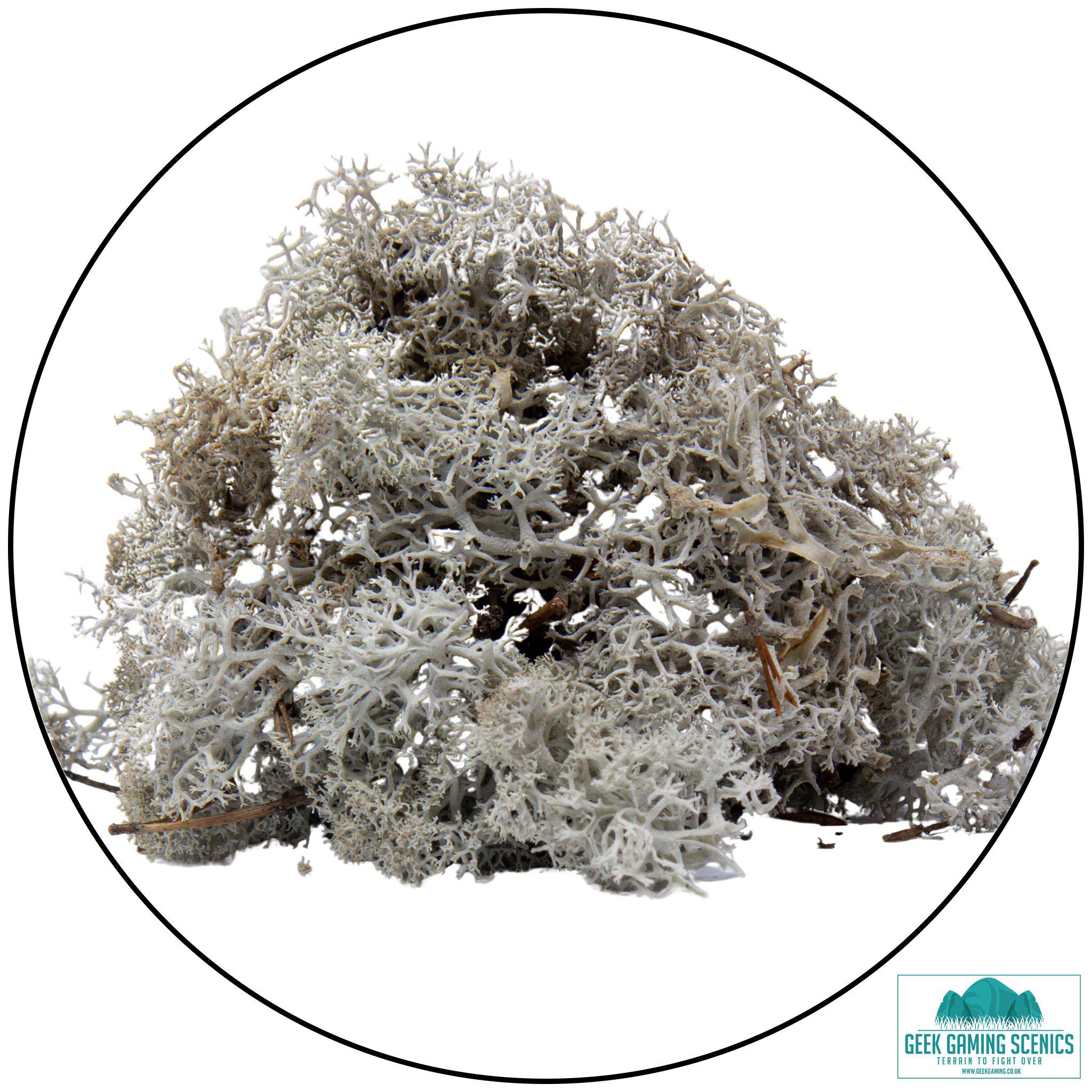 Lichen - Reindeer Moss (Icelandic Moss) Light Grey