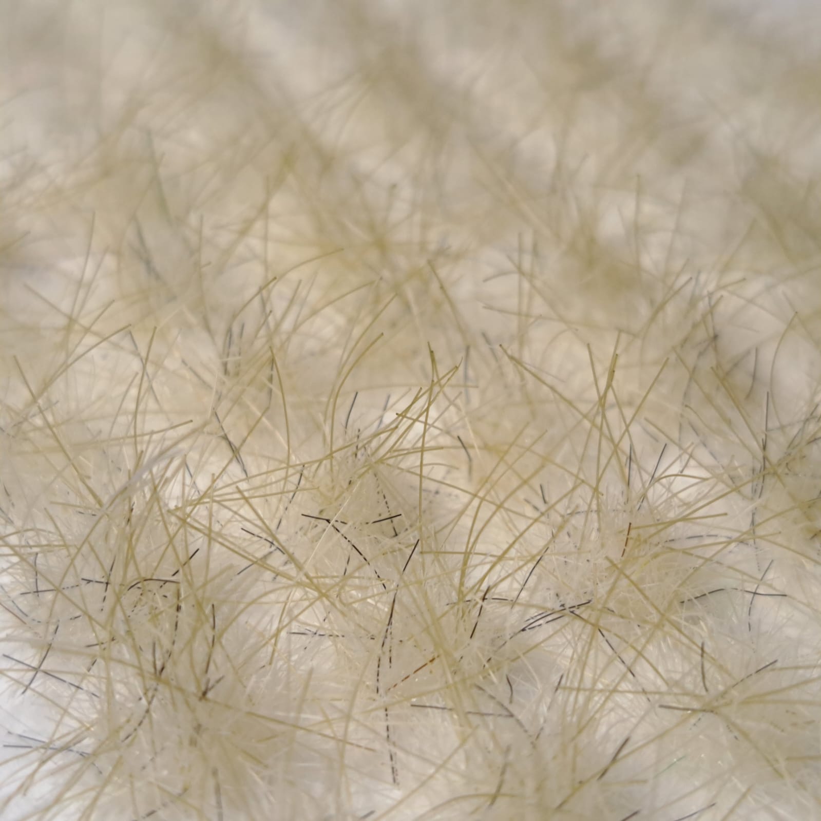 Grasses - Silver Desolation