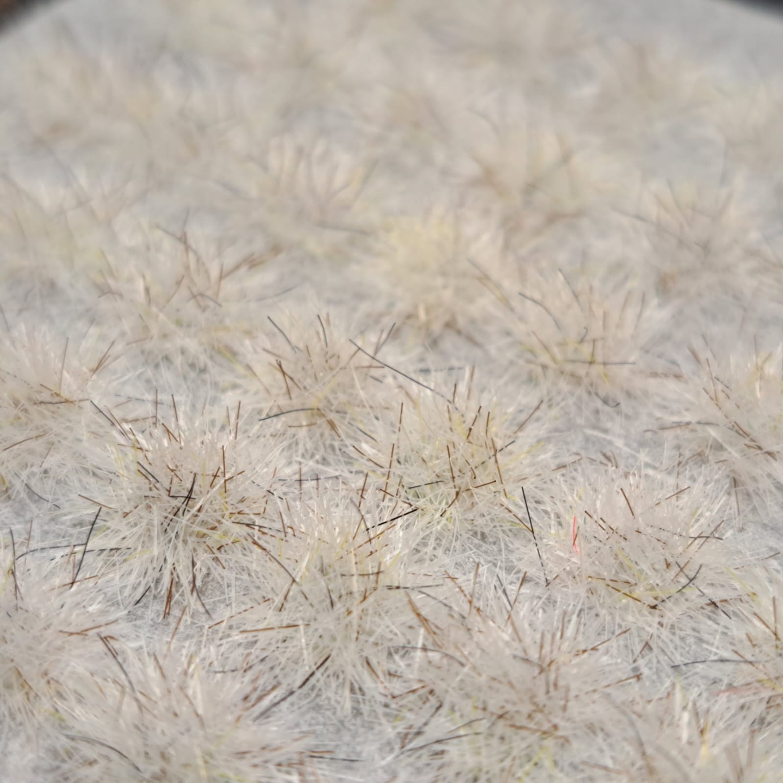 Grasses - Silver Desolation