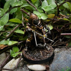 Skull Hunter Miniature - One Page Rules Army - Widow Si El - 32mm Tabletop Figurine